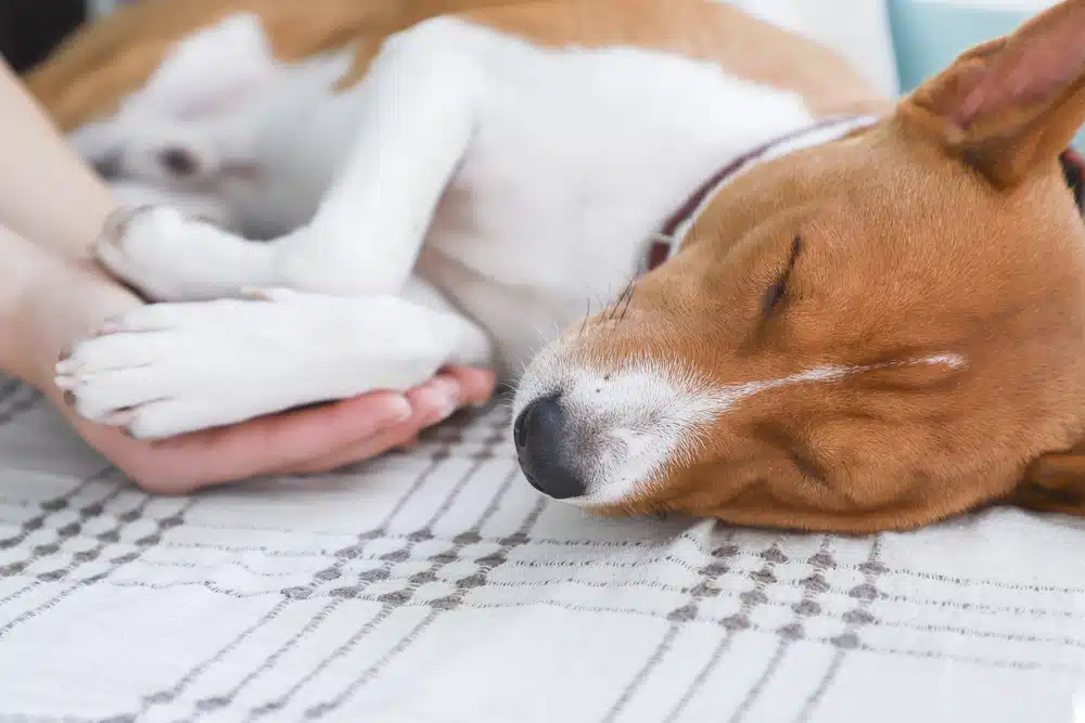 A dog lying down and a person holding their paw