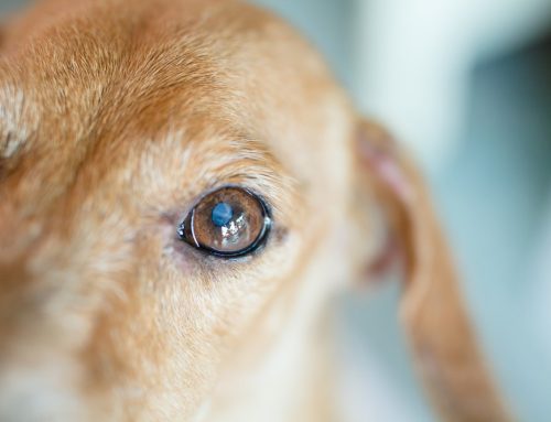 Listening to Your Pet: Signs They’re Hurting and When to Help Them Let Go