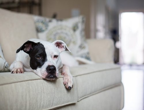 What Vets Want You to Know: Insights on Pet Euthanasia That Bring Peace