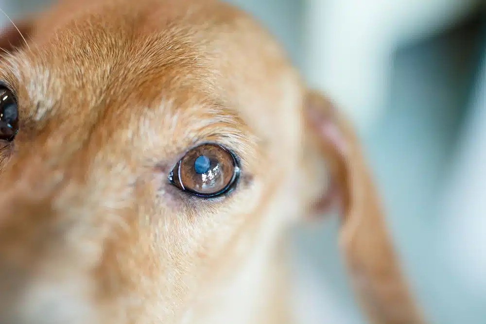 A close up of a dogs eye
