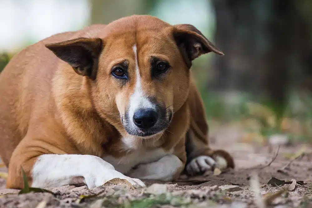 brown dog sitting on ground