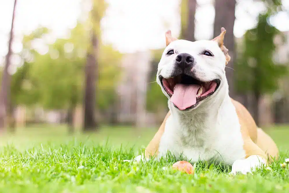 happy dog in the park