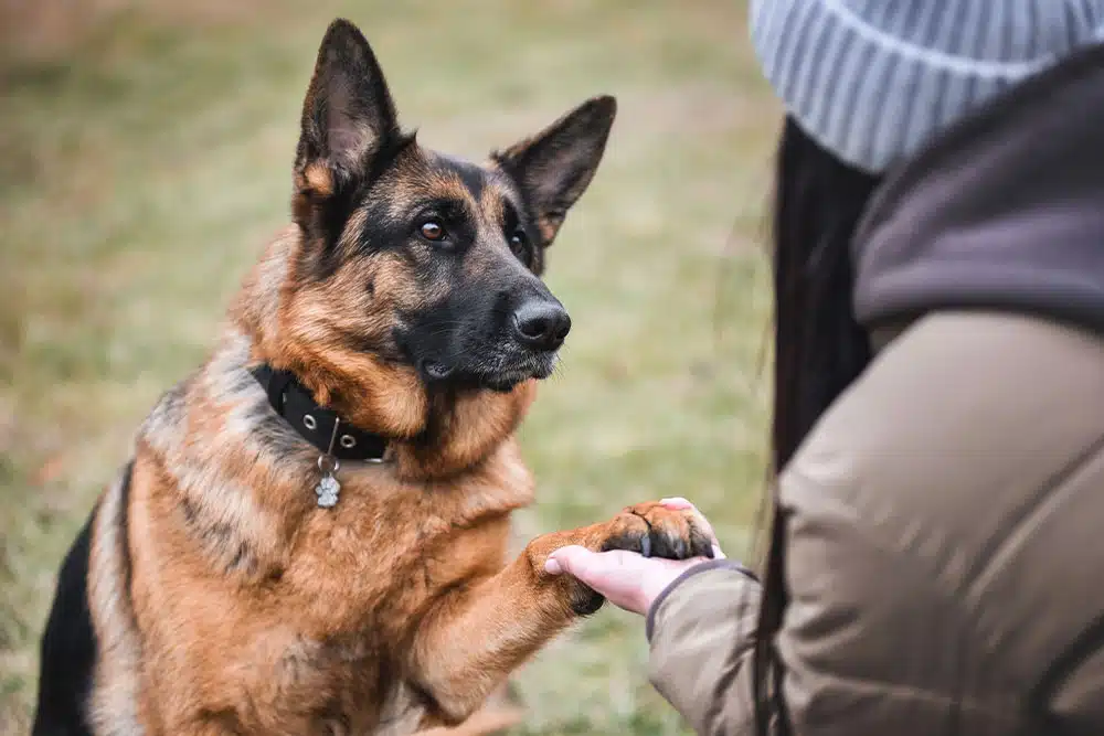 pet playing with owner