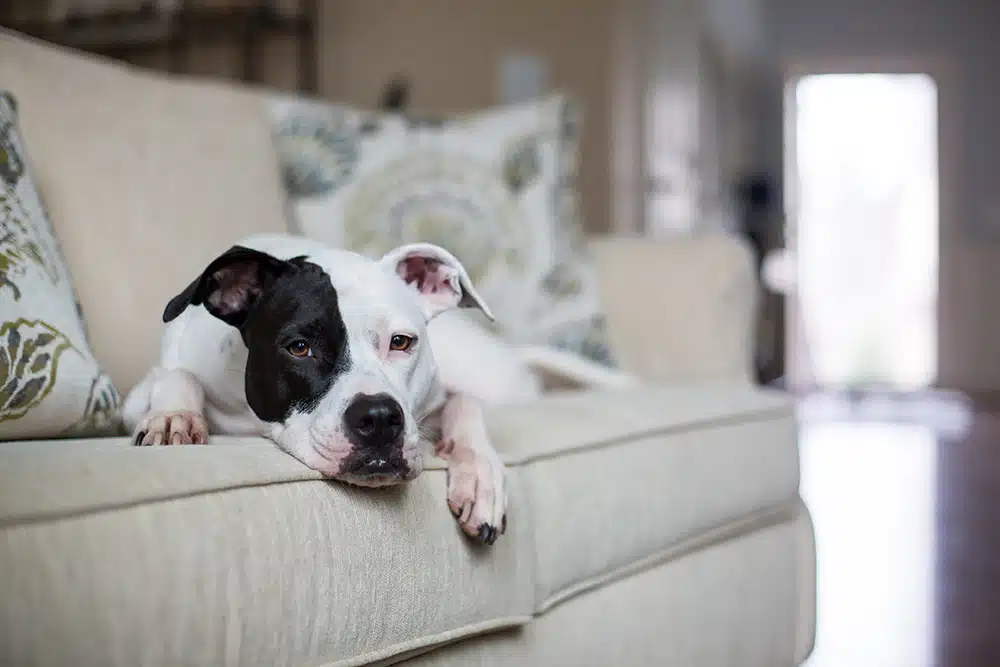A black and white dog lying on a couch