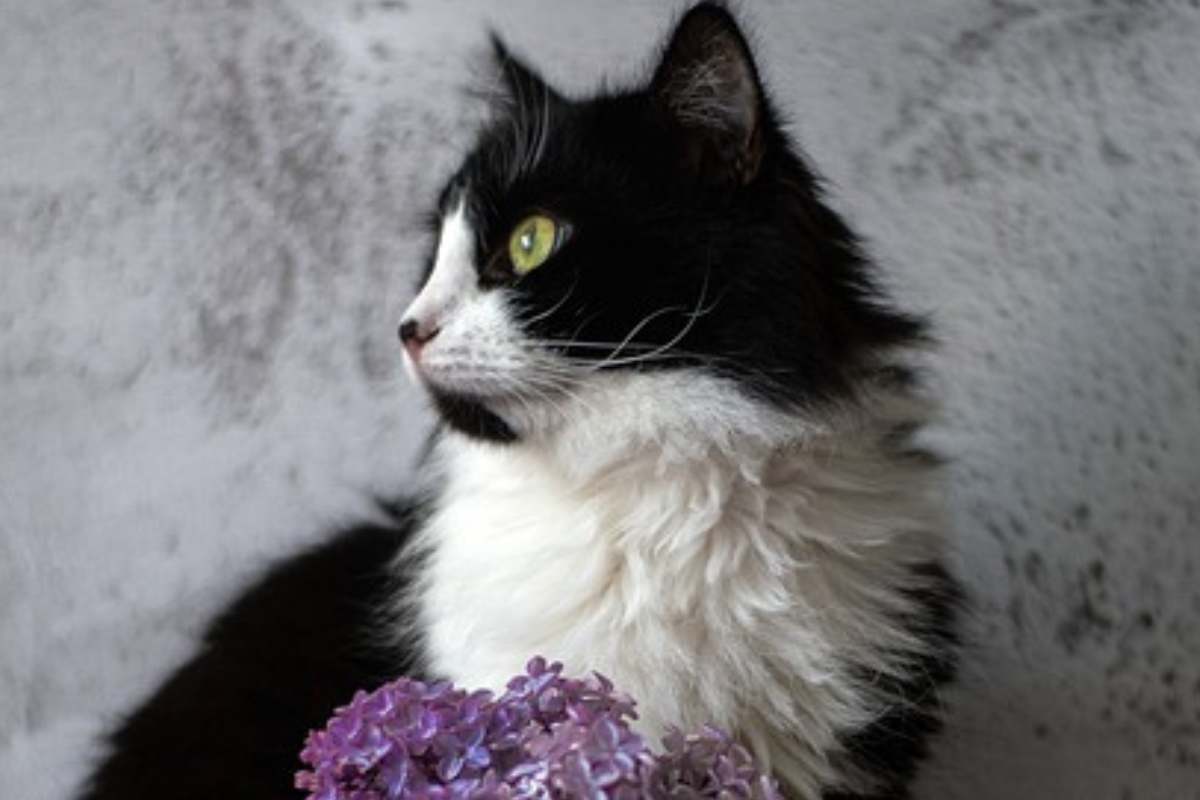 a black and white cat sitting next to a vase of purple flowers