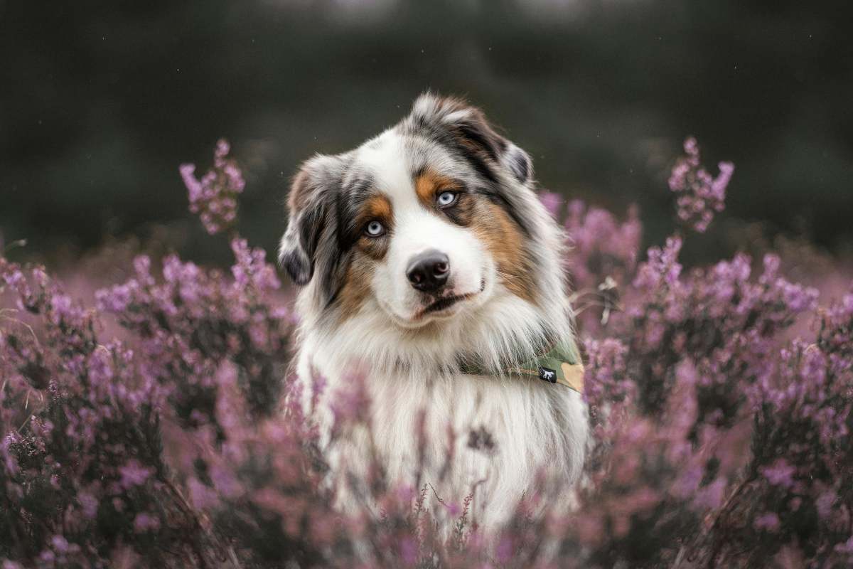a black and white cat sitting next to a vase of purple flowers