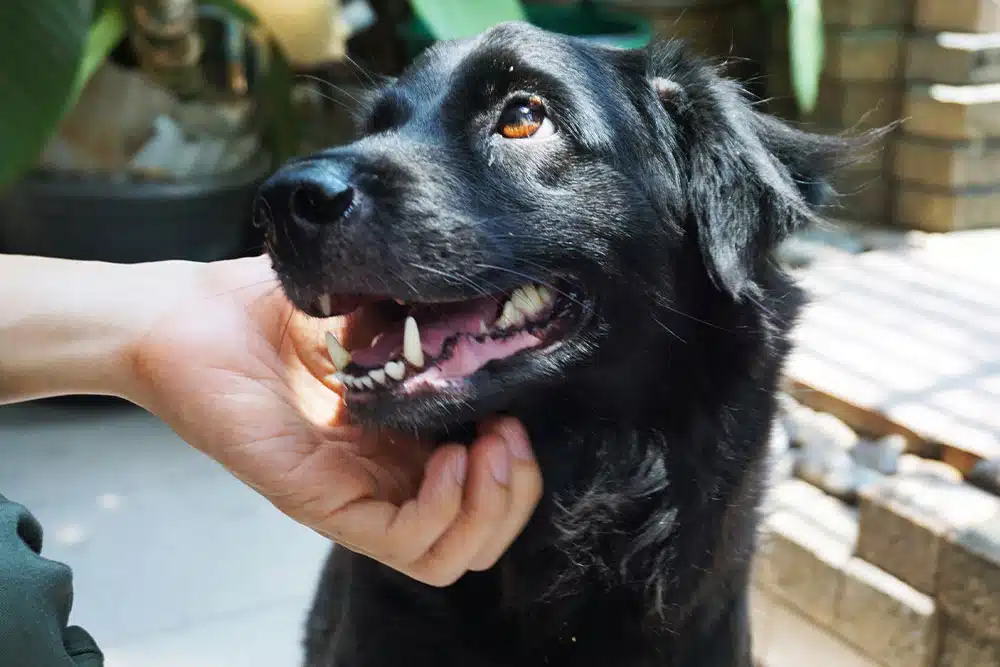 A black dog being pet