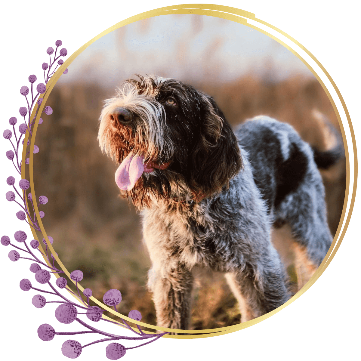 happy senior brown and white dog in a field during sunset inside a floral-themed circular gold frame