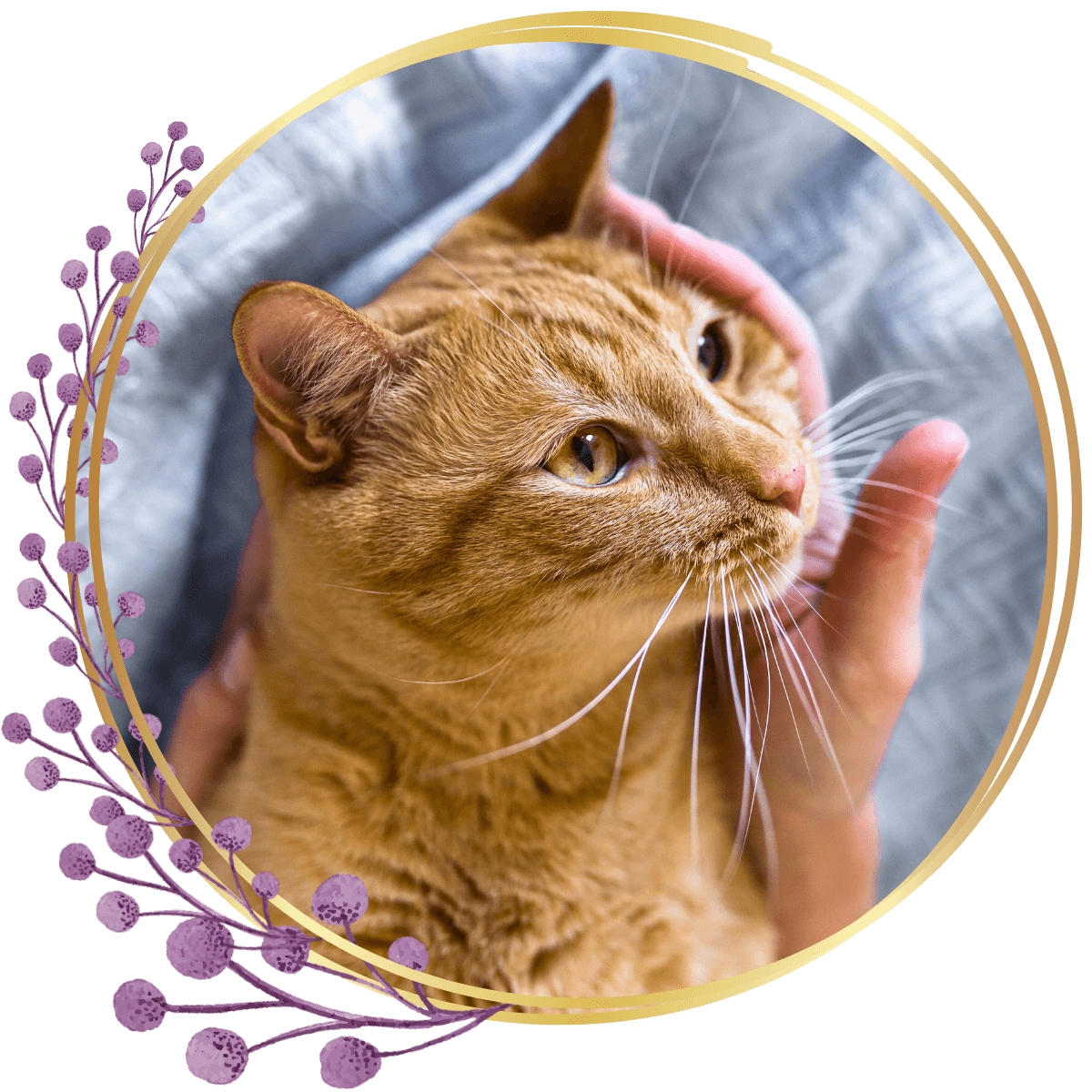 closeup of an orange cat being gently held on a blue blanket inside a floral-themed circular gold frame