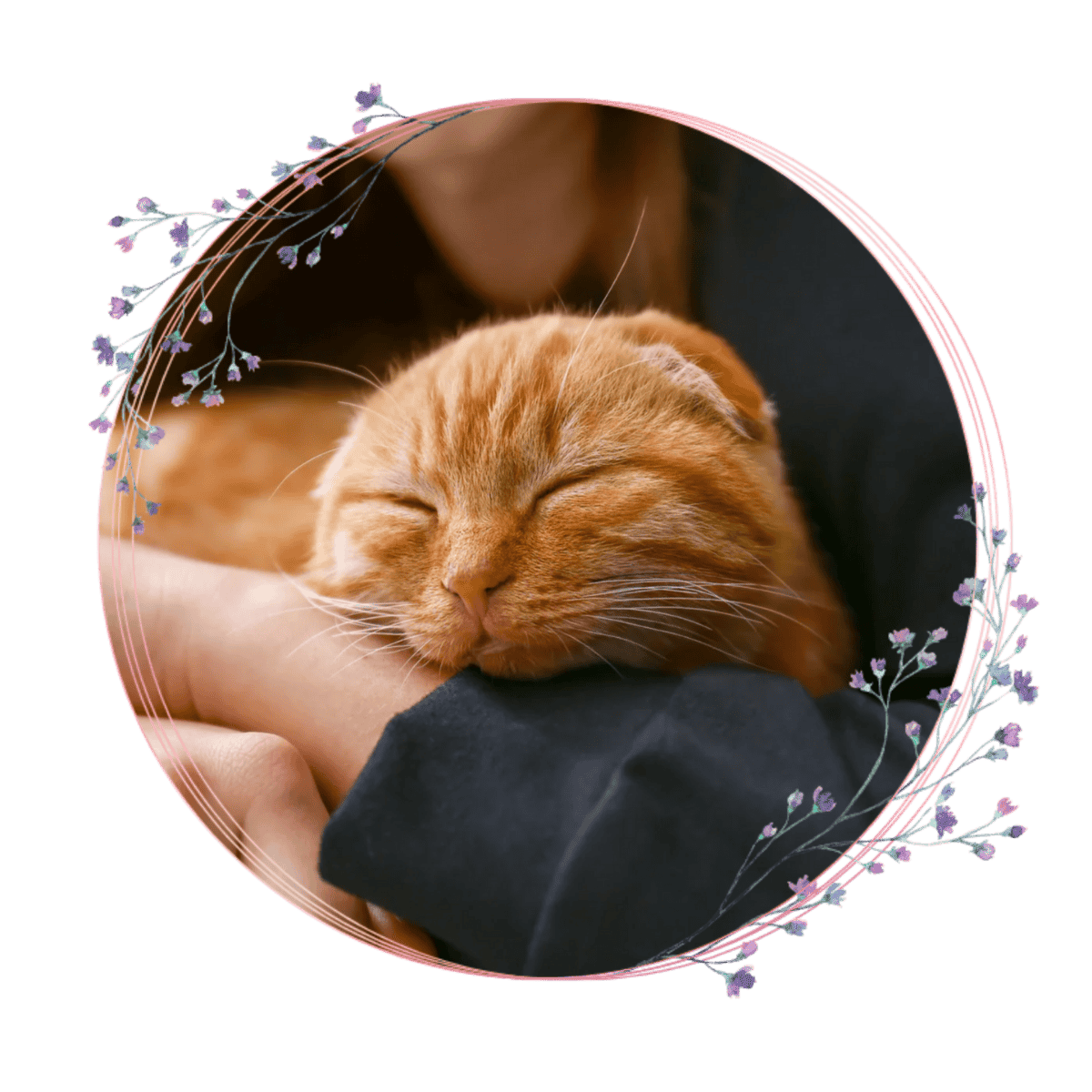a person is holding an orange cat in arms