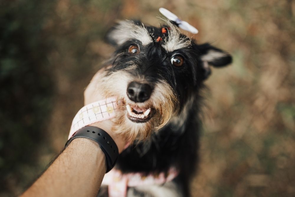 a black and wihite dog standing with owner