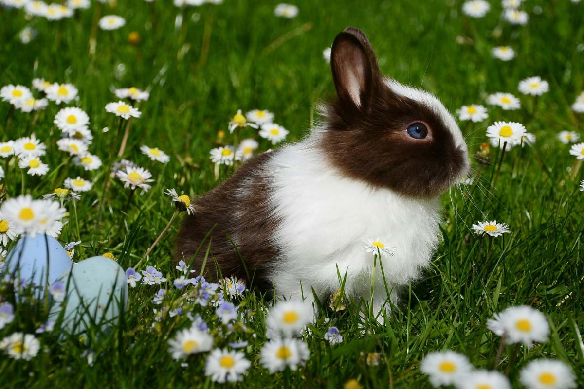 a black and white cat sitting next to a vase of purple flowers