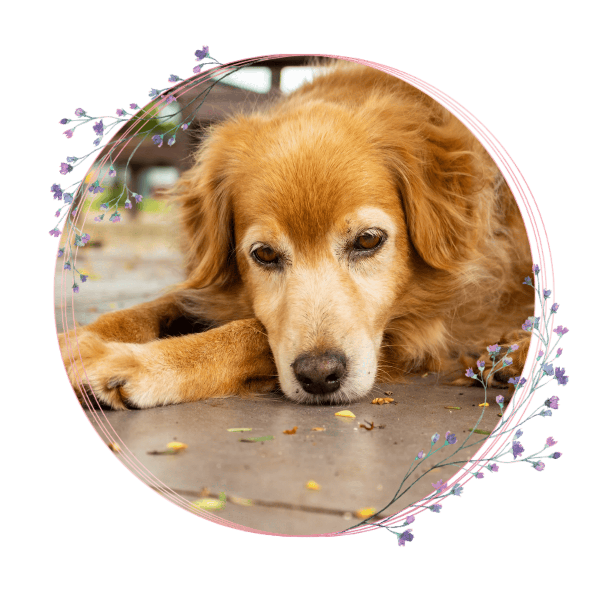 sad pet sitting on the floor