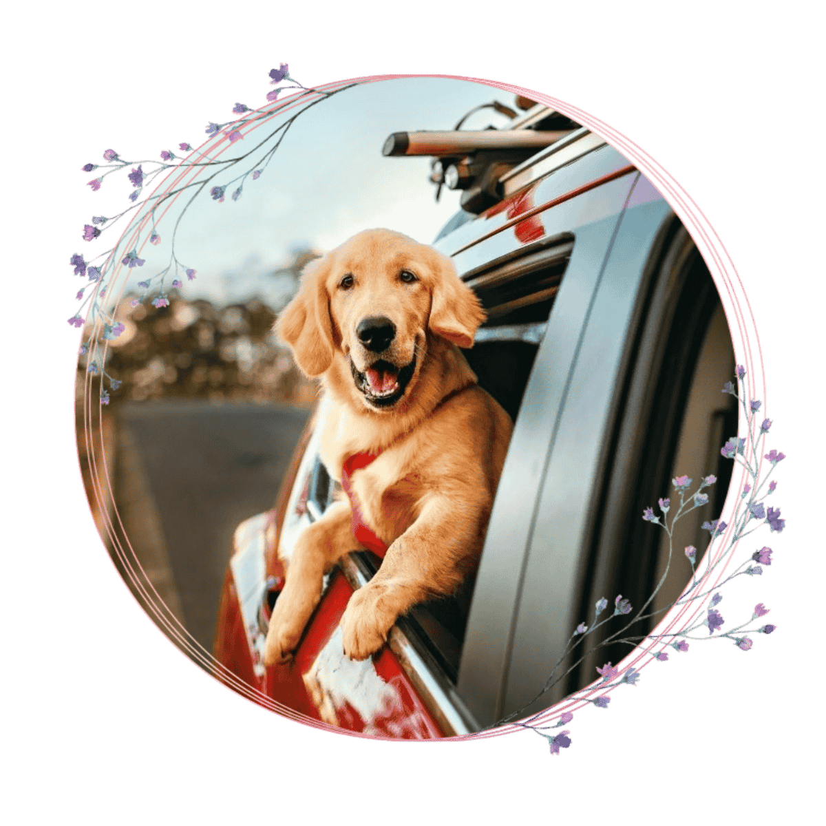 Golden Retriever dog enjoying car ride.