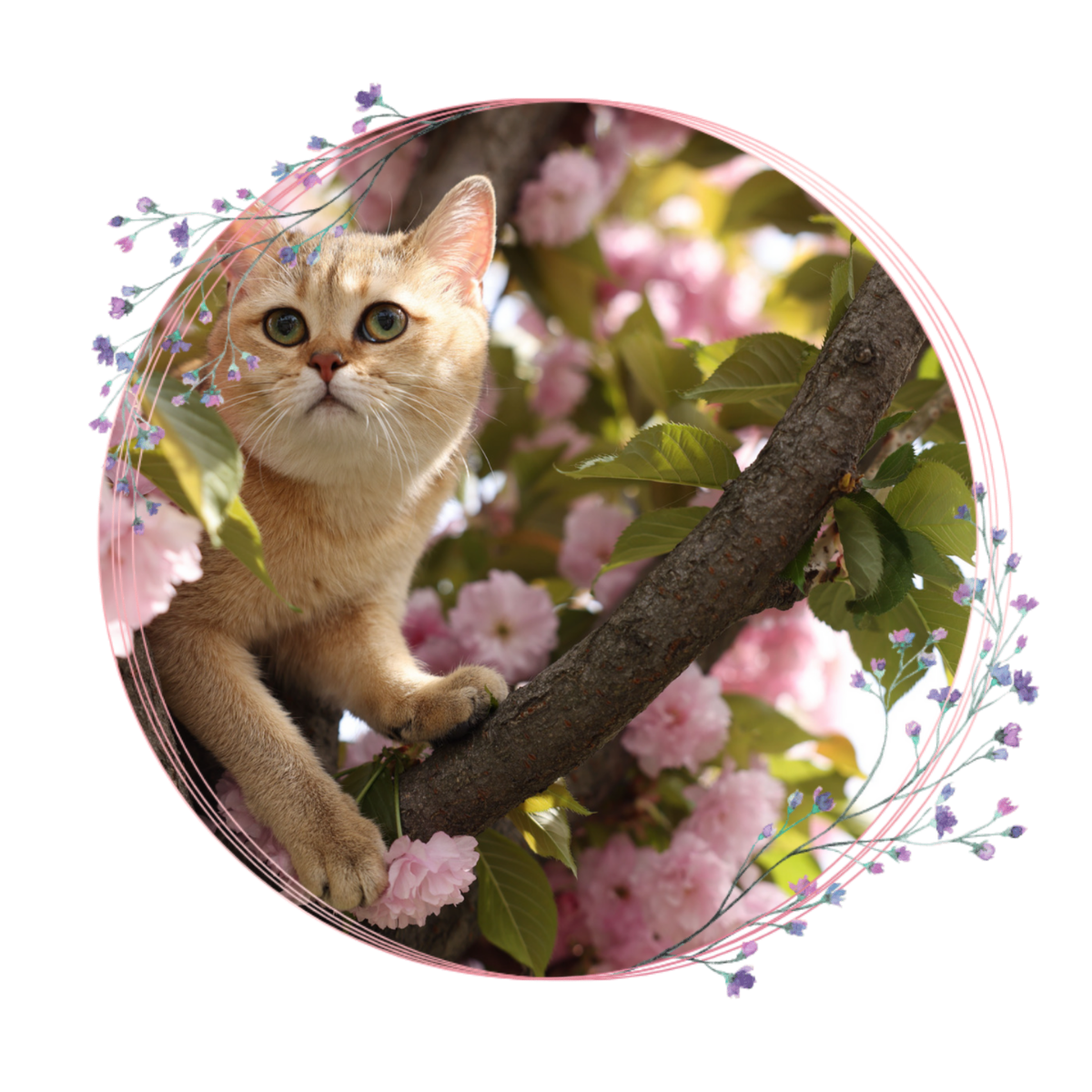 kitten-in-cherry-blossom