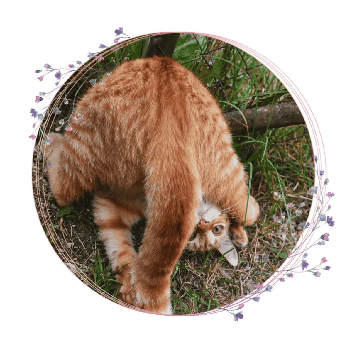 kitten looking front