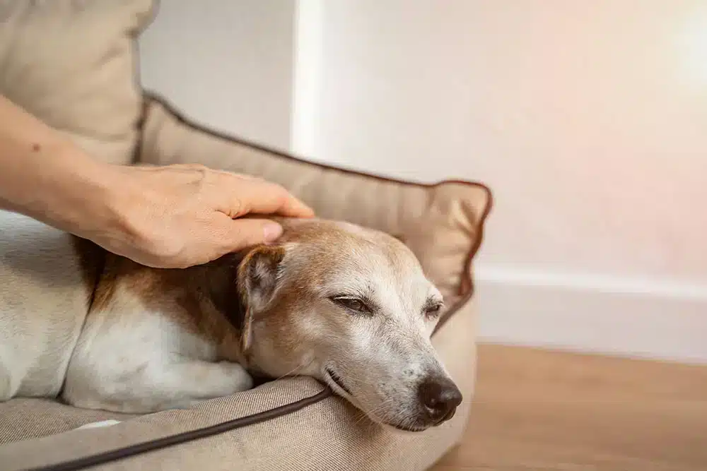 a sleepy senior dog in their bed