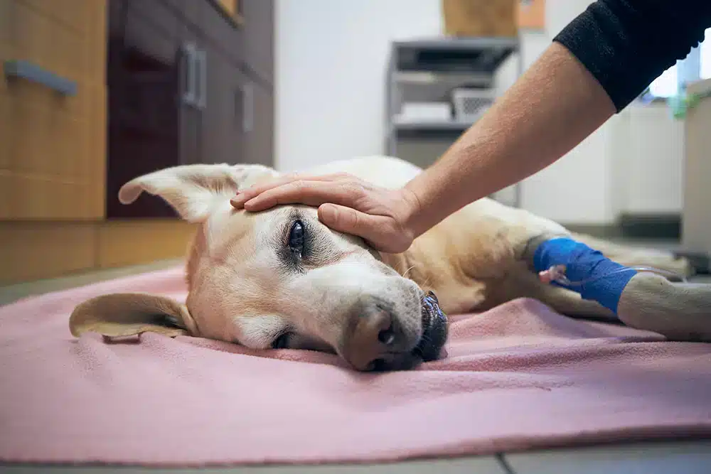 injured dog being comforted at the vet