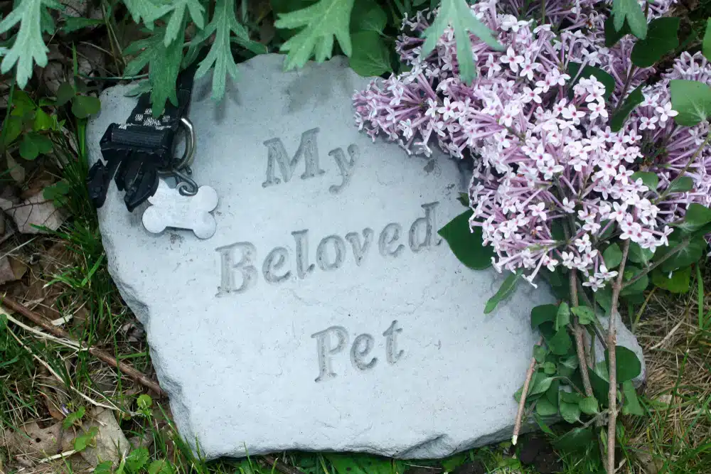 a pet memorial of a stone that says My Beloved Pet and a pet collar along with some flowers