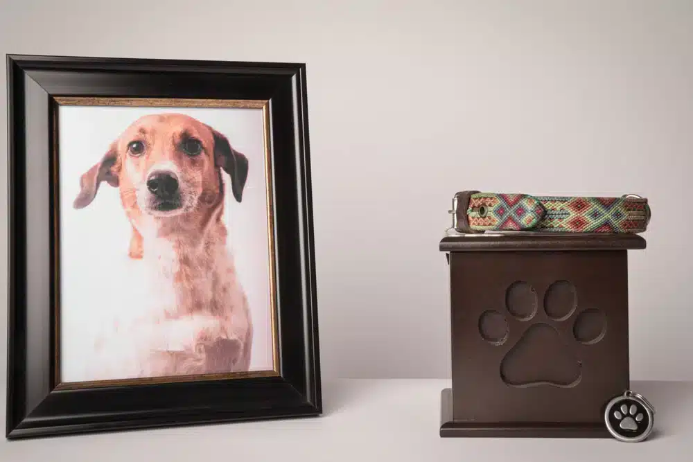 a pet memorial of a photo of a dog next to an urn and pet collar