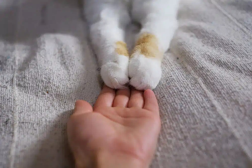 cat paws touching human hand