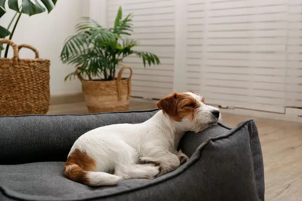 a jack russell terrier dog sleeping soundly in their bed